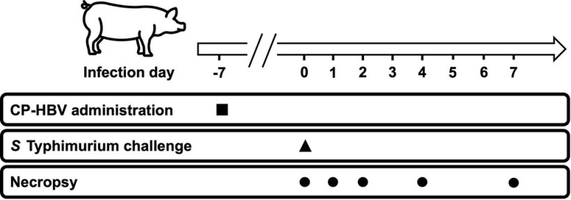 Figura 1
Diagramma del protocollo di studio. Il veleno di ape incapsulante poli(lattide-co-glicolide) rivestito di chitosano (CP-HBV) &egrave; stato somministrato per via intranasale 7 giorni prima della sfida con Salmonella Typhimurium. I maiali sono stati sfidati sperimentalmente con S. Typhimurium 1 settimana dopo la somministrazione di CP-HBV. L'autopsia &egrave; stata eseguita a 0, 1, 2, 4 e 7 giorni dopo l'infezione per raccogliere campioni di feci, sangue e tessuti. Fonte: American Journal of Veterinary Research 85, 9; 10.2460/ajvr.24.03.0086