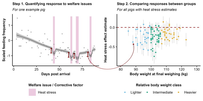 Fig. 1. Un esempio grafico delle analisi eseguite. Il grafico a sinistra mostra il primo passaggio, che &egrave; stato eseguito per ogni suino individualmente. Per ogni componente di alimentazione, qui la frequenza di alimentazione, abbiamo adattato una curva regolare attraverso la serie temporale scalata, a cui abbiamo aggiunto effetti fissi per ogni tipo di problema di benessere (o fattore correttivo) che il suino aveva incontrato, qui solo lo stress da calore. Il modello ha quindi stimato l'effetto di ogni problema di benessere sull'andamento temporale regolare del componente di alimentazione (ad es. cali o aumenti nella curva, una stima per problema di benessere) e per ogni problema di benessere abbiamo estratto questa stima e il suo errore. Queste stime sono state il nostro primo risultato, che mostra la variazione nelle risposte dei suini ai problemi di benessere. Successivamente, nel passaggio 2 (grafico a destra), le stime degli effetti e gli errori di stima di ogni suino e problema di benessere sono stati utilizzati per vedere se le risposte ai problemi di benessere (ad es. le stime) differivano tra i gruppi di suini. I suini sono stati suddivisi in sottogruppi, in questo caso suini con peso corporeo relativo basso, intermedio o alto, e per ciascun sottogruppo &egrave; stato valutato se le stime dell'effetto combinato differissero significativamente da zero (la linea rossa tratteggiata), dove zero indicava che non c'era alcun cambiamento nella componente alimentare durante la questione del benessere.