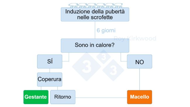 Figura 2: Protocollo proposto in base alla risposta del trattamento di induzione della pubert&agrave;. Nota: se si osserva <70% delle scrofette in calore 6 giorni dopo il trattamento--> &egrave; probabile che si abbiano problemi con il rilevamento del calore.

