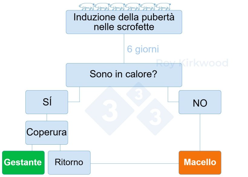 Figura 2: Protocollo proposto in base alla risposta del trattamento di induzione della pubertà. Nota: se si osserva <70% delle scrofette in calore 6 giorni dopo il trattamento--> è probabile che si abbiano problemi con il rilevamento del calore.