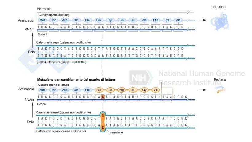 Figura 2. Esempio dell'inserimento di un nucleotide che rappresenta un cambiamento nel frame di lettura e determina la formazione di aminoacidi diversi da quelli normali e infine un codone di stop che arresta la formazione di pi&ugrave; aminoacidi per quella proteina. Fonte: https://www.genome.gov/genetics-glossary/Frameshift-Mutation
