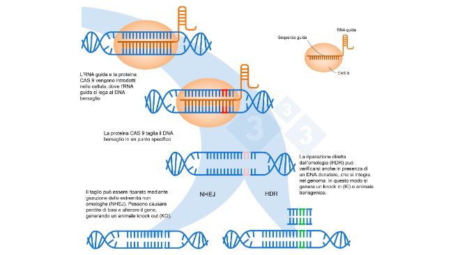 Figura 1. Modifica genetica utilizzando il sistema CRISPR-Cas9. Un RNA guida (sgRNA) riconosce una regione genomica specifica, che dirige l'endonucleasi del DNA Cas9. Questo enzima produce una rottura nei due filamenti del DNA nel punto preciso. Adattato da: https://es.moleculardevices.com/applications/gene-editing-with-crispr-engineering
