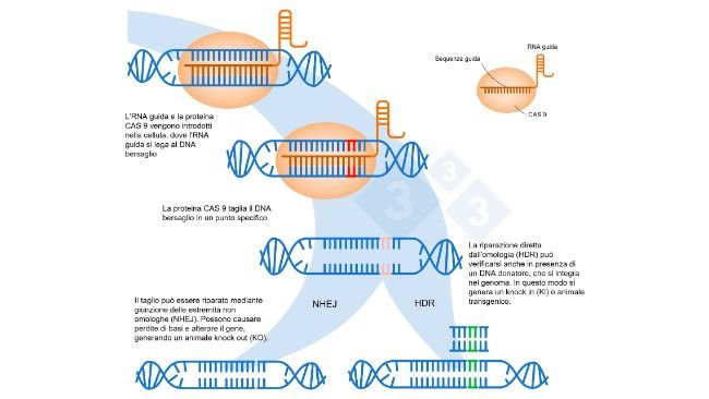 Figura 1. Modifica genetica utilizzando il sistema CRISPR-Cas9. Un RNA guida (sgRNA) riconosce una regione genomica specifica, che dirige l'endonucleasi del DNA Cas9. Questo enzima produce una rottura nei due filamenti del DNA nel punto preciso. Adattato da: https://es.moleculardevices.com/applications/gene-editing-with-crispr-engineering