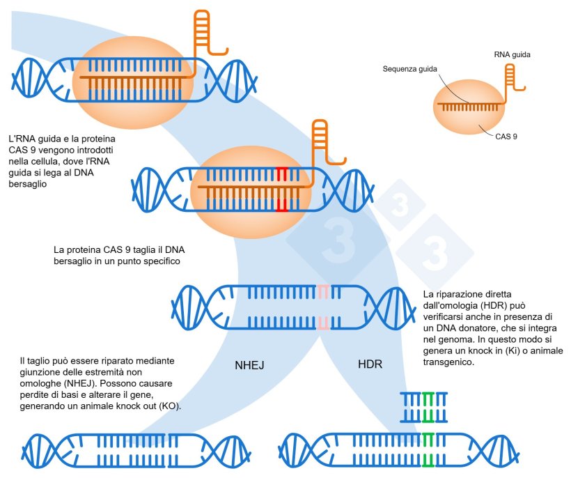 Figura 1. Modifica genetica utilizzando il sistema CRISPR-Cas9. Un RNA guida (sgRNA) riconosce una regione genomica specifica, che dirige l'endonucleasi del DNA Cas9. Questo enzima produce una rottura nei due filamenti del DNA nel punto preciso. Adattato da: https://es.moleculardevices.com/applications/gene-editing-with-crispr-engineering