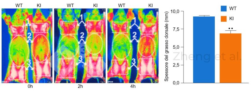 Figura 3: Le immagini a infrarossi sono state scattate a 0, 2 e 4 ore dopo l'esposizione al freddo in suini di 6 mesi. Spessore del grasso dorsale in suinetti da 20 kg. Fonte: Zheng et al. (2017). «Reconstitution of UCP1 using CRISPR/Cas9 in the white adipose tissue of pigs decreases fat deposition and improves thermogenic capacity». Proc Natl Acad Sci U S A 114(45): E9474-E9482.