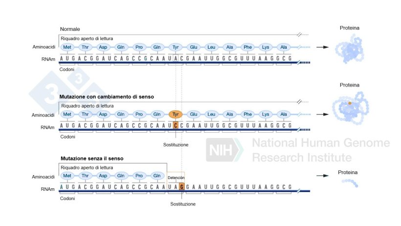 Figura 4. Utilizzo di editor di base per generare mutazioni puntiformi nel genoma.