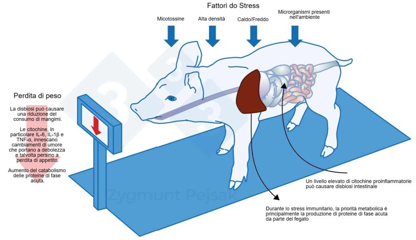 Figura 1. Uno dei costi aggiuntivi di un'allerta prolungata &egrave; la diminuzione dell'appetito e, di conseguenza, un periodo di ingrassamento pi&ugrave; lungo. Poich&eacute; la pressione degli stress ambientali influisce in modo diverso su ogni animale, si verificher&agrave; una differenziazione nel peso dei suinetti svezzati o dei suini da ingrasso della stessa et&agrave;. Le differenze di peso tra animali della stessa et&agrave; possono avere gravi conseguenze economiche. Inoltre, soprattutto negli animali giovani, una dieta priva di nutrienti essenziali per aumentare la resistenza anti-infettiva pu&ograve; rendere gli animali pi&ugrave; vulnerabili. Effetti dello stress su immunit&agrave;, salute e produttivit&agrave;, Z. Pejsak, 2023, 3tre3.com

