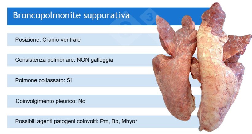 Pm: Pasteurella multocida; Bb: Bordetella bronchiseptica; M.hyo: Mycoplasma hyopneumoniae.
*Il Mhyo &egrave; spesso coinvolto nella broncopolmonite suppurativa in quanto agente patogeno scatenante (che causa per primo la polmonite broncointerstiziale).
