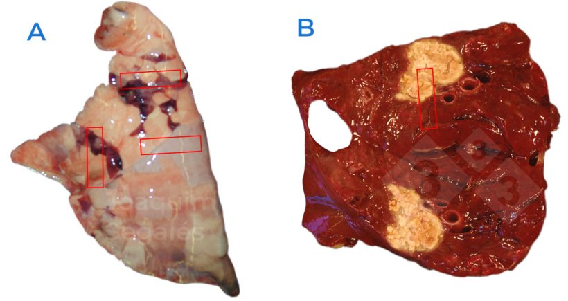 Figura 1. A. Campionamento generale consigliato in un polmone, prelevando campioni che includono aree normali e affette. B. In caso di lesioni focali, &egrave; necessario prendere in considerazione anche le aree normali e quelle interessate, non solo quelle con lesioni.
