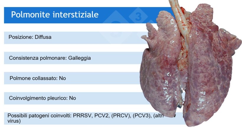 PRRSV:&nbsp;virus della sindrome riproduttiva e respiratoria suina; PCV2:&nbsp;circovirus suino tipo 2; PRCV:&nbsp;coronavirus respiratorio suino;&nbsp;PCV3:&nbsp;circovirus suino tipo 3.PRCV, PCV3 e altri virus, come gli adenovirus, il virus della Malattia di Aujeszky e altri, causano comunemente polmoniti interstiziali lievi.
