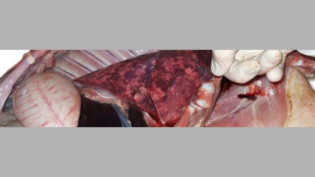 Polmoni aumentati di volume, non colassati, di consistenza gommosa e dolore disomogen