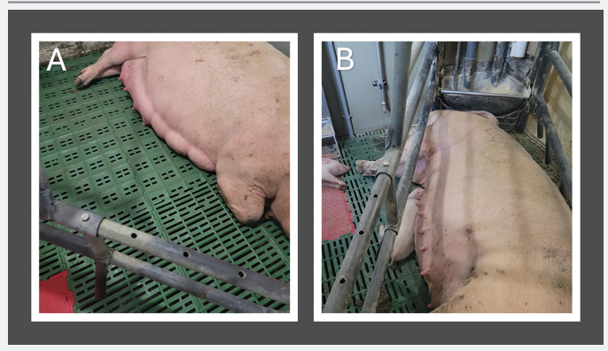 Figura 1: A) Sviluppo normale della mammella in una scrofa 24 ore prima del parto
che non &egrave; stata esposta a mangime contaminato da alcaloidi dell'ergot in contrasto con
B) scarso sviluppo mammario in una scrofa dopo l'esposizione a mangime contaminato da alcaloidi dell'ergot.
