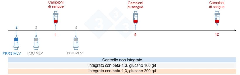Figura 5: Progettazione della sperimentazione: gruppi, momento della vaccinazione e raccolta dei campioni di sangue (Chuaychu et al., 2024). Adattato da S. Casiró da Chuaychu et al., 2024.
