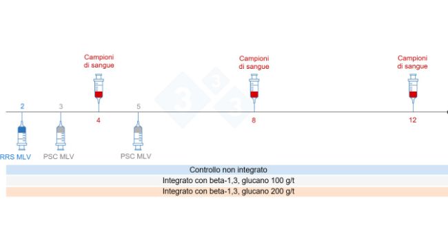 Figura 5: Progettazione della sperimentazione: gruppi, momento della&nbsp;vaccinazione e raccolta dei&nbsp;campioni&nbsp;di sangue (Chuaychu et al., 2024). Adattato da S. Casir&oacute; da Chuaychu et al., 2024.
