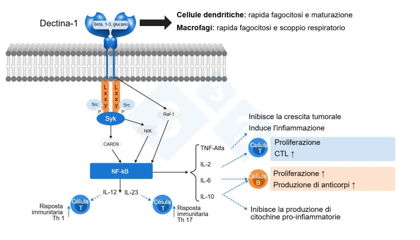 Figura 2: Modalità d'azione dei beta-glucani. Adattato da S. Casiró de Jin et al., 2018