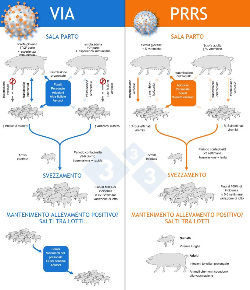 Figura 1: Meccanismi con cui i virus della PRRS e dell'influenza si stabiliscono in modo endemico negli allevamenti.
