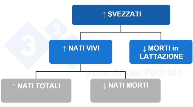 Figura 1: Albero decisionale per l'aumento dei suinetti svezzati.