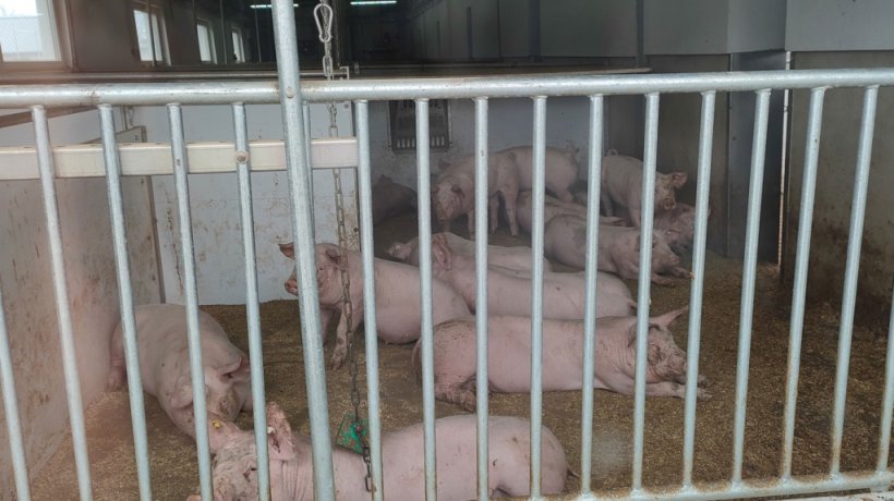 Area riposo del box verso le parete esterne da entrambi lati del capannone