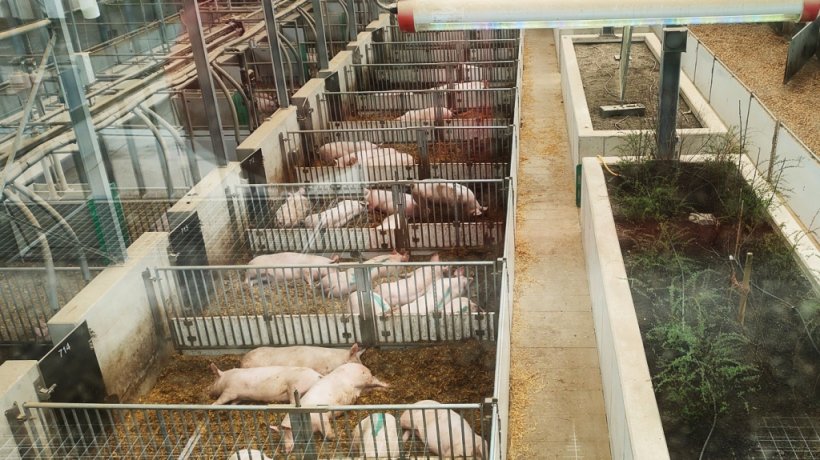 Vista del compartimento area riposo con lettiera con utilizzo del "sliding floor" per smaltimento deiezioni. Parte sinistra del capannone. Al centro del capannone si osserva il vivaio centrale.