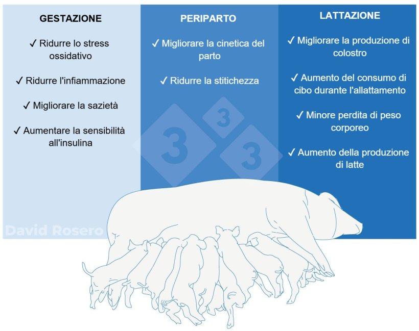 Figura 1. Effetti della fibra come intervento nutrizionale nelle diete delle scrofe.
