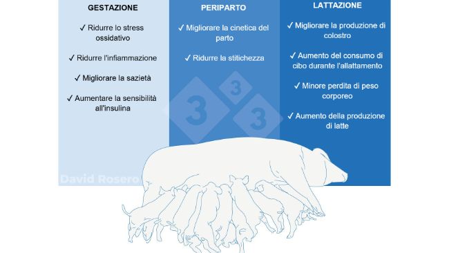 Figura 1. Effetti della fibra come intervento nutrizionale nelle diete delle scrofe.
