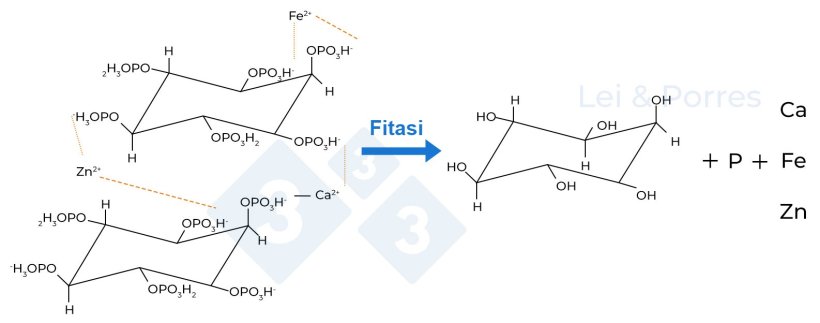 Figura 2. Rappresentazione dell'idrolisi completa dell'acido fitico ad opera della fitasi, processo da cui si ottengono inositolo, fosfato e altri elementi come Calcio (Ca), Ferro (Fe), Zinco (Zn), amminoacidi o altri nutrienti che si legano all'acido fitico (Lei e Porres, 2003).
