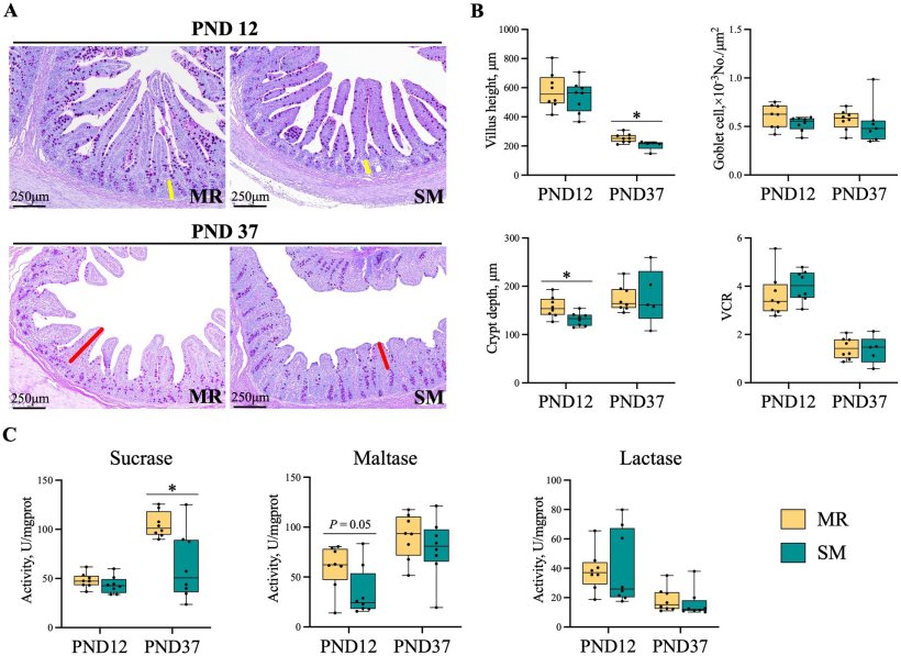Figura 5. Effetti di MR e SM sulla morfologia ileale e sull'attivit&agrave; disaccaridasica del digiuno nei suinetti. PND: giorno postnatale. (A) Colorazione con Acido Periodico di Shiff (PAS): il giallo rappresenta la profondit&agrave; delle cripte e il rosso l'altezza dei villi. Barra = 250 &mu;m. (B) Valutazione morfologica dell'epitelio della mucosa ileale. (C) Attivit&agrave; disaccaridasica del tessuto digiunale. I dati sono presentati come media &plusmn; errore standard (SEM). *p < 0,05.