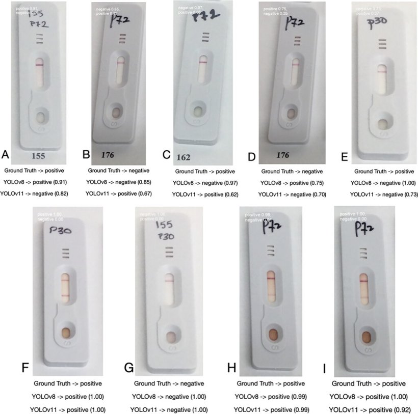Figura 4 Esempio di immagini classificate da YOLOv8 e YOLOv11. Il risultato di verità di base è mostrato subito sotto un'immagine, seguito dalla previsione del modello e dalla confidenza del modello tra parentesi. Fonte: American Journal of Veterinary Research 86, S1; 10.2460/ajvr.24.10.0305