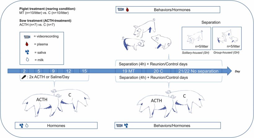 Fig. 1. Panoramica del disegno sperimentale. La freccia blu rappresenta una linea temporale con i giorni del periodo di lattazione per la scrofa e i giorni di vita per i suinetti (PND - giorno postnatale). La parte inferiore sinistra della panoramica mostra la traiettoria e il campionamento delle scrofe durante il periodo di lattazione dal giorno 5 al giorno 15. La parte destra della panoramica mostra la traiettoria e il campionamento delle scrofe e dei suinetti durante la separazione materna, nonch&eacute; le condizioni di separazione dei suinetti. La legenda spiega il significato di ciascun simbolo.