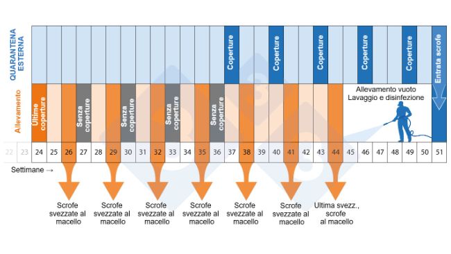 Figura 2. Calendario del programma di depopolamento-ripopolamento.
