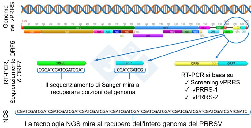 Figura&nbsp;1: Rappresentazione schematica del genoma completo del PRRSV (GenBank U87392) e delle regioni bersaglio in diversi test diagnostici. Negli Stati Uniti, i test RT-PCR per rilevare i virus vaccinali vivi modificati (MLV) hanno come bersaglio la regione nsp2, mentre il sequenziamento CLAMP per bloccare l'amplificazione dei virus vaccinali MLV durante il sequenziamento Sanger ha come bersaglio il gene ORF5.
