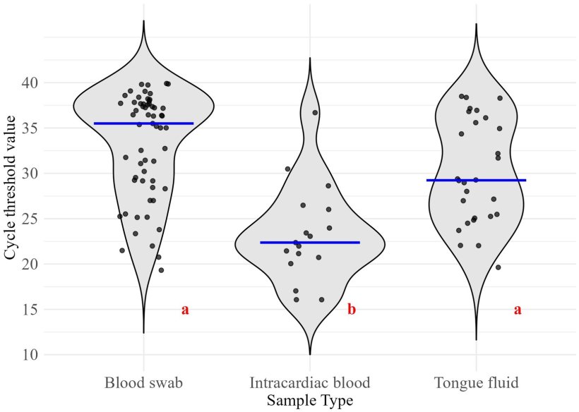 Figura 1. Distribuzione dei valori soglia del ciclo per i tipi di campione raccolti. Diverse lettere rosse indicano differenze significative (&alpha;=0,05). Le linee blu rappresentano le mediane dei gruppi. Dimensioni del campione per i risultati positivi al PRRSV: tampone ematico (n=59), sangue intracardiaco (n=17), fluido linguale (n=28).