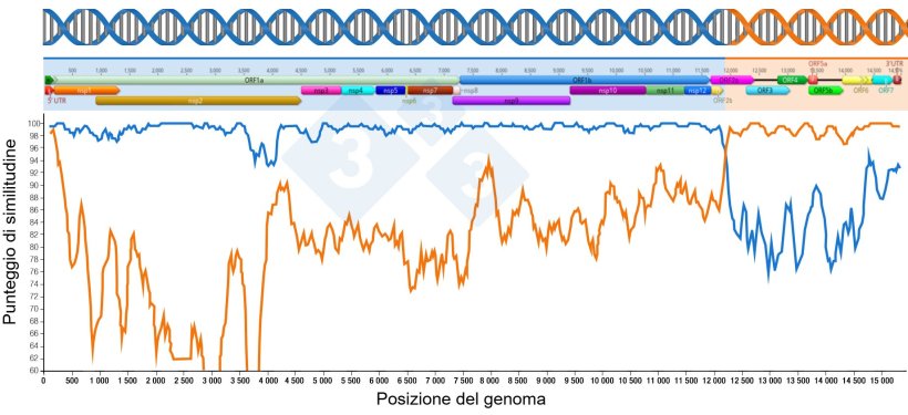 Figura 1: Rappresentazione di una ricombinazione che genera un nuovo virus. La regione prima e dopo i punti di intersezione delle due linee indica la porzione di genoma ricevuta dai due virus parentali. Le regioni del genoma sono mostrate in alto.
