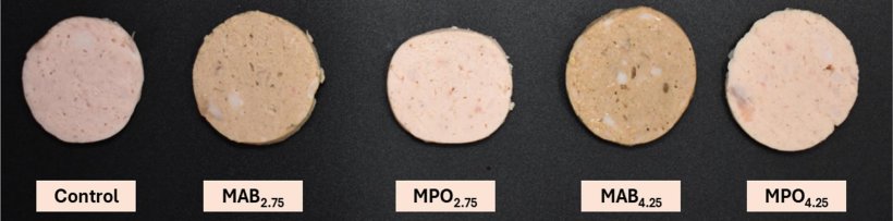 Fig. 1. Mortadella di controllo e mortadelle riformulate addizionate con farina di steli di Agaricus bisporus (ABSF) e farina di steli di Pleurotus ostreatus (POSF) come sostituti del cloruro di sodio e dell'amido.Controllo: mortadella con 2,5% di sale e 3% di fecola di patate, MAB2,75: mortadella con 2,75% di ABSF, 1,25% di sale, 0,015% di tripolifosfato di sodio e 1,5% di fecola di patate, MPO2,75: mortadella con 2,75% di POSF, 1,25% di sale, 0,015% di tripolifosfato di sodio e 1,5% di fecola di patate, MAB4,25: mortadella con 4,25% di ABSF, 1,25% di sale, 0,015% di tripolifosfato di sodio e 0% di fecola di patate, MPO4,25: mortadella con 4,25% di POSF, 1,25% di sale, 0,015% di tripolifosfato di sodio e 0% di fecola di patate. Fonte:
https://doi.org/10.1016/j.meatsci.2025.109888.