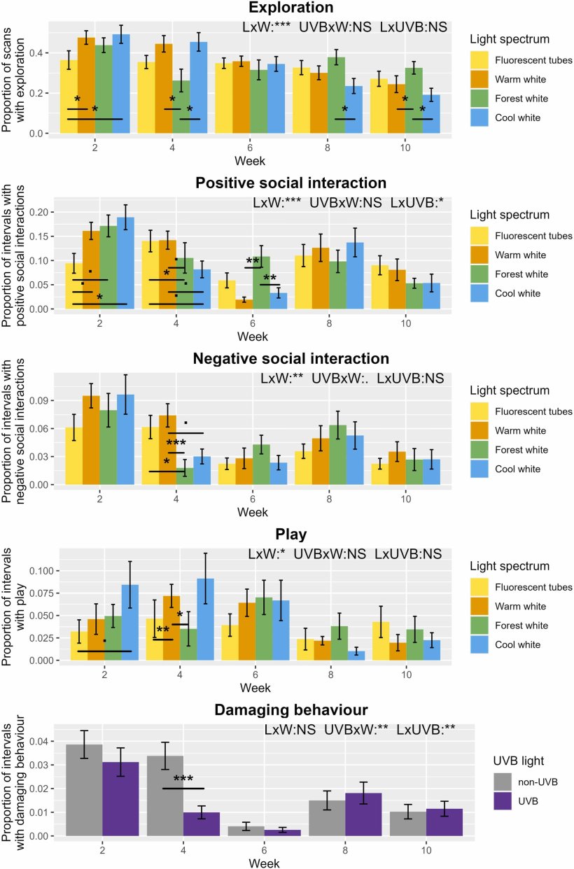 Fig. 2. Percentuale di scansioni con esplorazione o percentuale di intervalli con interazioni sociali positive, interazioni sociali negative, gioco e comportamento dannoso nel corso delle settimane sperimentali per ciascun trattamento luminoso (spettro luminoso nei quattro grafici superiori e luce UVB nel grafico inferiore). I dati sono presentati come medie grezze &plusmn; SE (LxW: spettro luminoso per interazione settimanale, UVBxW: luce UVB per interazione settimanale, LxUVB: spettro luminoso per interazione con luce UVB, NS: non significativo, ▪: 0,1>p>0,05, ⁎: 0,05>p>0,01, ⁎⁎: 0,01>p>0,001, ⁎⁎⁎: p<0,001). Fonte:https://doi.org/10.1016/j.applanim.2025.106711.
