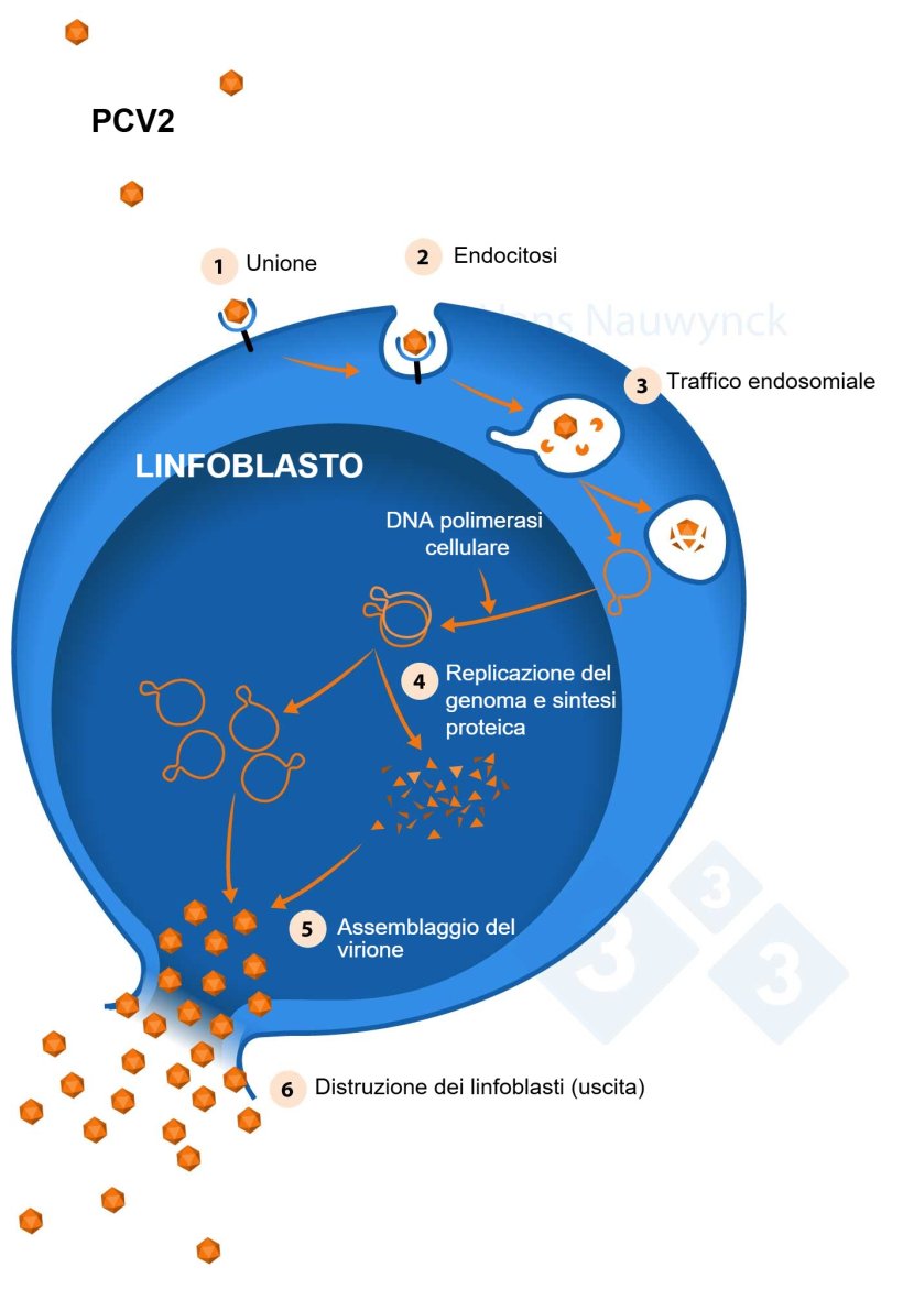 I linfoblasti sono le cellule in cui si replica il PCV2, quindi più linfoblasti ci sono, più il PCV2 si replicherà.