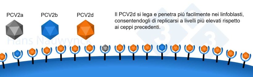 Il PCV2 è un virus in continua evoluzione. Il PCV2d è diventato l'attuale ceppo dominante, modificando la sua superficie per legarsi meglio ai suoi recettori sui linfoblasti.