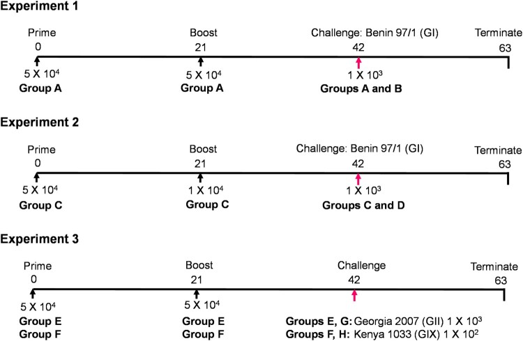 Figura 1. Cronologia sperimentale. In ogni esperimento, vengono mostrati il numero di gruppi di suini, i giorni, le dosi e i virus utilizzati per l'immunizzazione, il richiamo e la sfida. Fonte: DOI: 10.1080/22221751.2025.2505645