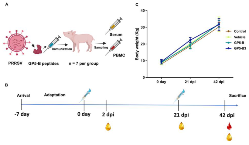 Figura 1. Disegno sperimentale e peso corporeo dei suinetti dopo l'immunizzazione. (A) Rappresentazione schematica del disegno sperimentale; i suinetti sono stati immunizzati con peptidi GP5-B o GP5-B3 e sono stati raccolti campioni di siero e sangue. Inoltre, sono stati istituiti due gruppi di controllo (N = 7): un gruppo di controllo e un gruppo veicolo. (B) La cronologia dell'esperimento mostra l'immunizzazione ai giorni 0 e 21, nonch&eacute; il campionamento del siero a 2 dpi, 21 dpi e 42 dpi. Infine, il campionamento del sangue &egrave; stato effettuato a 42 dpi. (C) Monitoraggio del peso corporeo dei suinetti nei quattro gruppi. (N = 7 per gruppo). I pesi medi dei sette suini in ciascun gruppo sono rappresentati da linee colorate e gli intervalli interquartili sono mostrati dalle barre di errore. &Egrave; stata utilizzata un'ANOVA a due vie seguita dal test post hoc di Tukey per valutare la significativit&agrave; statistica. L'analisi non ha rivelato differenze significative nel peso tra i gruppi. Fonte: Vaccines 2024, 12, 652. https://doi.org/10.3390/vaccines12060652