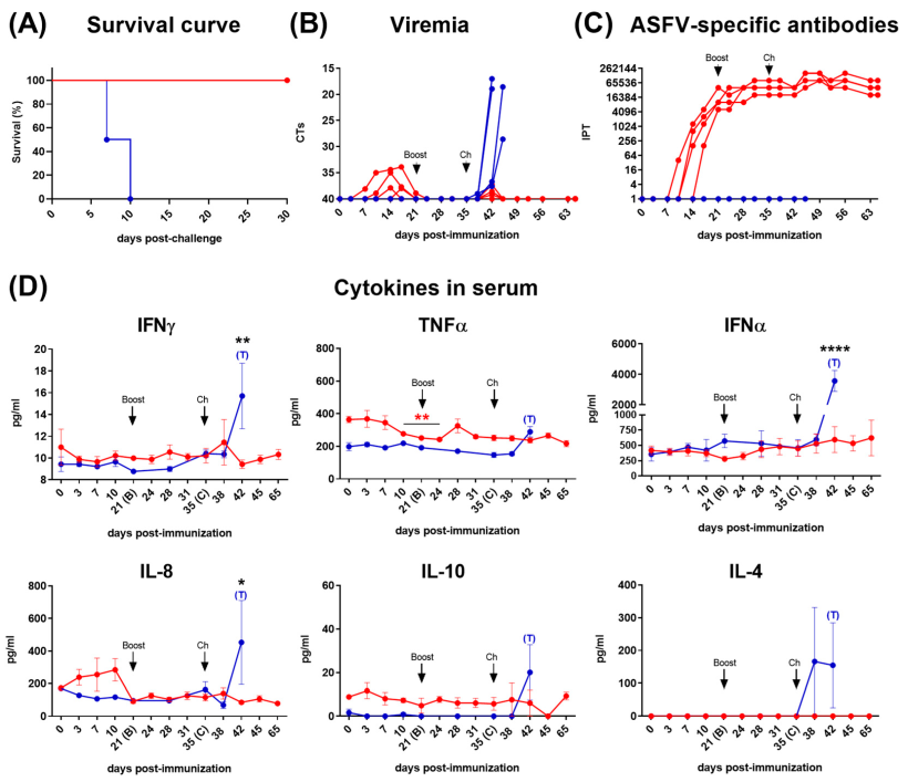 Figura 1. Curva di sopravvivenza di Kaplan-Meier che confronta entrambi i gruppi dopo la somministrazione del ceppo virulento Armenia07 (A). Viremia (B), risposta anticorpale specifica per il virus della peste suina africana (C) e citochine nei campioni di siero (D) dopo l'immunizzazione dei suini al giorno 0 (prime) e 21 (boost) dpi con Lv17/WB/Rie1 e la somministrazione del ceppo Armenia07 a 35 dpi. Suini immunizzati (linea rossa) e suini non immunizzati (linea blu). Sono mostrati i valori a ciascun punto temporale per ciascun singolo suino (B, C). I dati medi &plusmn; SEM sono mostrati per ciascun gruppo (D). La significativit&agrave; &egrave; indicata dai seguenti valori: * (p < 0,05), ** (p < 0,01), *** (p < 0,001) e ****(p < 0,0001). Gli asterischi neri indicano la significativit&agrave; tra i gruppi ("punto temporale corrispondente"). La significativit&agrave; all'interno del gruppo tra il giorno 0 e i diversi giorni successivi all'immunizzazione &egrave; indicata da asterischi rossi (gruppo immunizzato) o da asterischi blu (gruppo di controllo non immunizzato). Fonte: Vaccines 2024, 12, 443. https://doi.org/10.3390/vaccines12040443