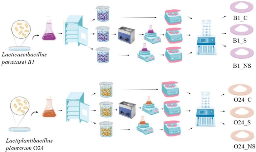 Fig. 1. Schema del processo per ottenere CFS liofilizzato. [L'illustrazione &egrave; stata preparata utilizzando lo strumento BioRender (https://www.biorender.com/; versione demo, accesso 04.2024)].
