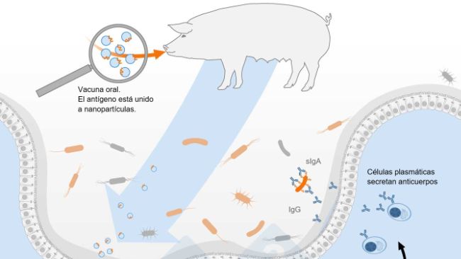 Schema dell'attivazione del Sistema Immunitario Comune delle Mucose
