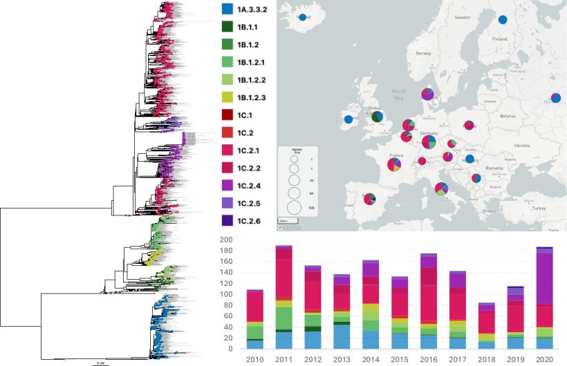 Fig. 1 Albero filogenetico ML dei virus dell'influenza A H1 circolanti nei suini in Europa nel periodo 2010-2020. I dati di sequenza dei suini nei paesi europei tra gennaio 2010 e dicembre 2020 sono colorati in base al lignaggio genetico, come mostrato nella legenda; i nomi dei ceppi con sequenze identiche sono concatenati (n = 1.563). I ceppi varianti, i CVV e i ceppi del vaccino stagionale umano sono inclusi come ceppi di riferimento e sono colorati in grigio (n = 55). Le proporzioni di ciascun lignaggio sono tracciate per paese su una mappa geografica MicroReact e la frequenza di ciascun lignaggio genetico rilevato all'anno &egrave; mostrata sulla linea temporale (n = 1.697).Fonte: Virol. 2025 Jul 22;99(7):e0030625.
