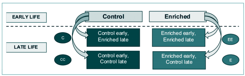 Progettazione del trattamento che include la transizione dalla fase iniziale (0-8 settimane) a quella avanzata (9-21 settimane), in cui met&agrave; dei suini di ciascun trattamento
passava all'altro, per un totale di quattro trattamenti durante la fase avanzata della vita. Fonte: Praire Swine Center