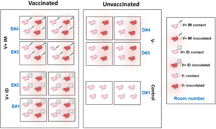 Fig 6: Disegno Sperimentale. Fonte: doi: 10.1186/s12917-023-03853-4. PMID: 38172908; PMCID: PMC10763156.
