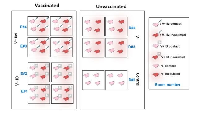 Fig 6: Disegno Sperimentale. Fonte: doi: 10.1186/s12917-023-03853-4. PMID: 38172908; PMCID: PMC10763156.