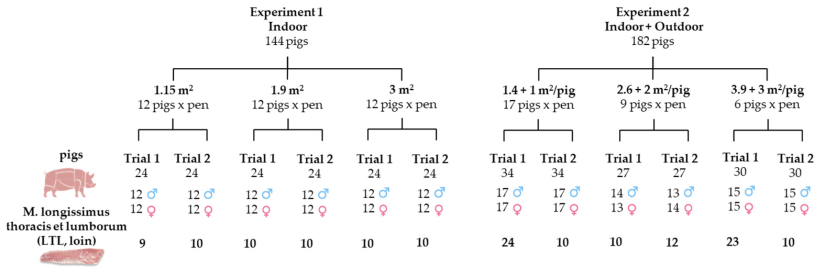 Figura 1. Disegno sperimentale che mostra il numero di animali assegnati ai diversi trattamenti SA e il numero di lombi campionati da ciascun gruppo sperimentale. Fonte: Foods 2025, 14, 2817.