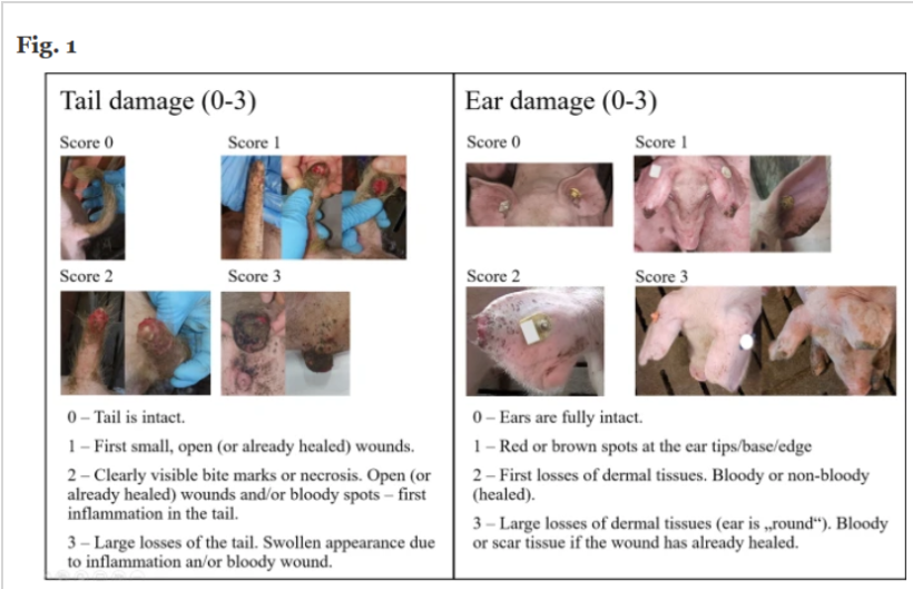 Punteggio per lesioni a coda e orecchie. Descrizione del punteggio per danni a coda e orecchie. Il punteggio per i danni alle orecchie corrisponde al punteggio dell'orecchio peggiore. Si noti che i danni derivanti da morsi e necrosi non vengono distinti nel punteggio. Immagini di Stefanie Nuphaus.Hegedűs, B., Galoro Leite, N., Bolhuis, J.E. et al. Genetic parameters and potential of reducing tail and ear damage in pigs through breeding. Genet Sel Evol 57, 39 (2025). https://doi.org/10.1186/s12711-025-00976-0
