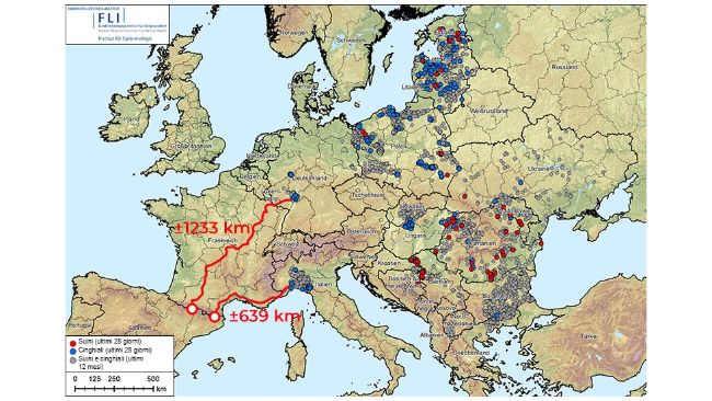 Figura 1. Distanza dal confine spagnolo ai focolai pi&ugrave; vicini di peste suina africana (genotipo II), che in Europa &egrave; presente in Albania, Stati baltici, Bosnia ed Erzegovina, Bulgaria, Germania, Grecia, Italia, Kosovo, Croazia, Moldavia, Montenegro, Macedonia del Nord, Polonia, Romania, Svezia, Serbia, Slovacchia, Repubblica Ceca, Ucraina e Ungheria (dal 20 agosto 2024 al 20 agosto 2025). Fonte dei dati: ADIS, TSN (al 20 agosto 2025 - 08:40)
