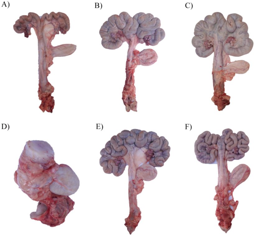 Figura 1. Effetto di ZEN e GA sullo sviluppo uterino nelle scrofette da rimonta: (A) Un utero di una scrofetta nel gruppo di controllo prima dell'estro. (B) Un utero di una scrofetta nel gruppo di controllo al 19&deg; giorno del secondo estro. (C,D) Due uteri rappresentativi di scrofette nel gruppo ZEN al 19&deg; giorno del secondo estro. (E) Un utero di una scrofetta nel gruppo GA al 19&deg; giorno del secondo estro. (F) Un utero di una scrofetta nel gruppo ZEA+GA al 19&deg; giorno del secondo estro.